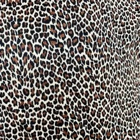 Baby Jaguar